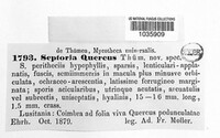 Septoria quercus image